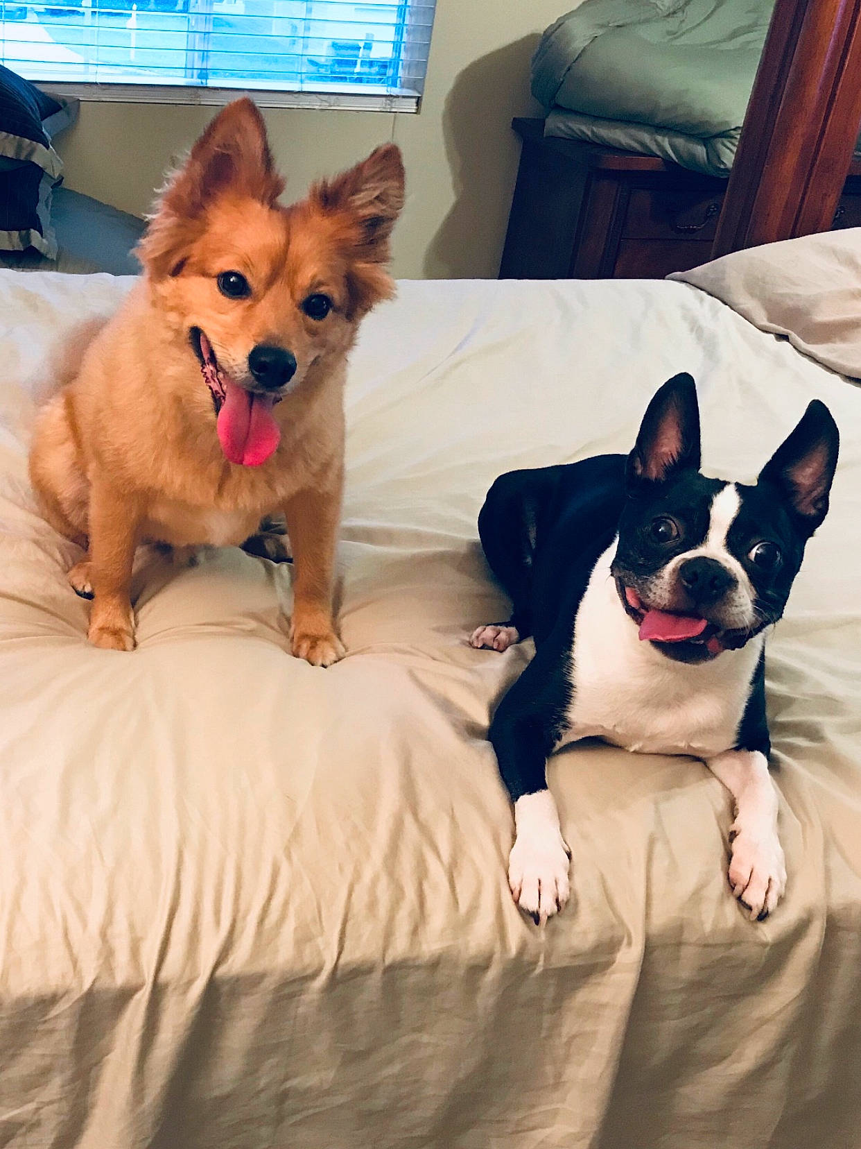 Dudley joined the competition — help win amazing prizes! bed, canidae, cardigan_welsh_corgi, carnivore, companion_dog, dog, dog_breed, fawn, french_bulldog, mammal, non_sporting_group, nose, pembroke_welsh_corgi, puppy, puppy_love, skin, sky, snout, vertebrate, welsh_corgi