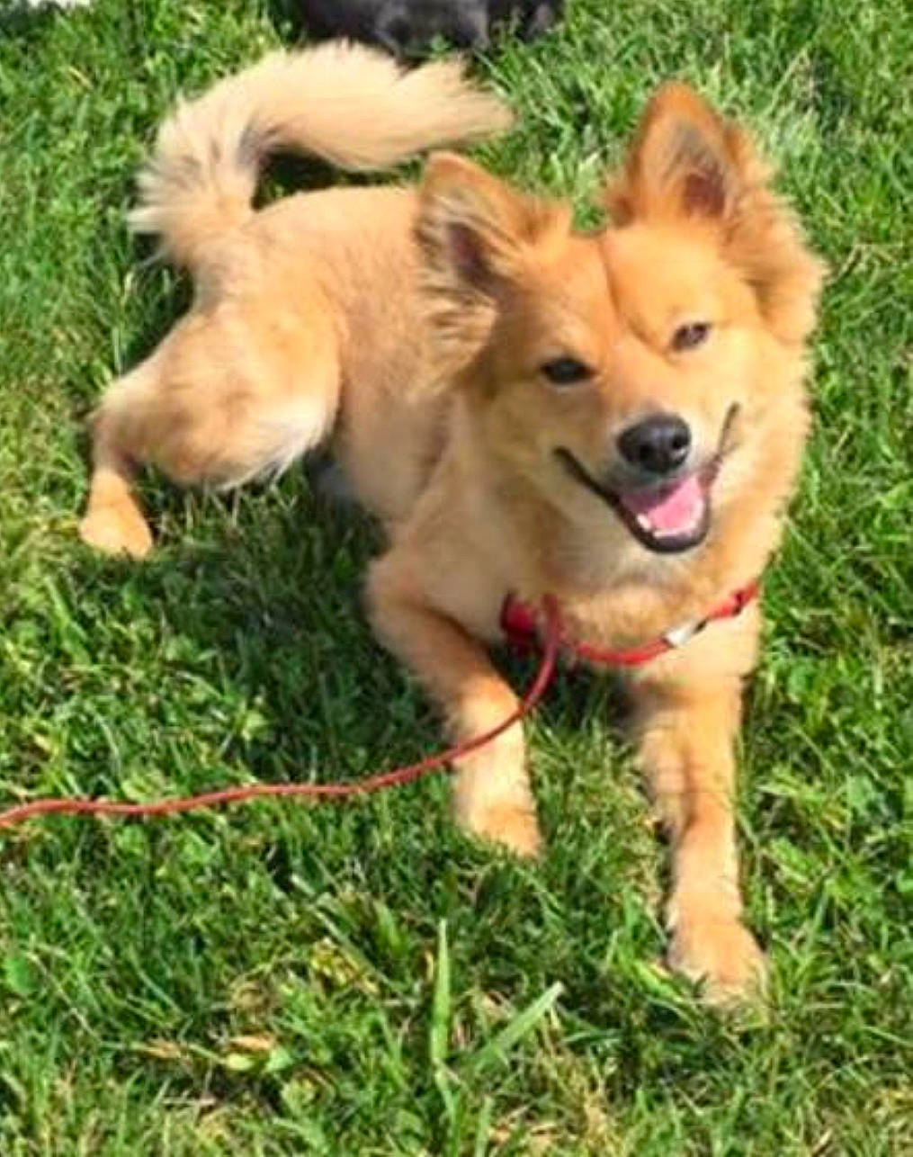 Dudley joined the competition — help win amazing prizes! ancient_dog_breeds, basque_shepherd_dog, canidae, carnivore, companion_dog, dog, dog_breed, eurasier, finnish_spitz, german_spitz, german_spitz_mittel, golden_retriever, icelandic_sheepdog, mammal, pomeranian, rare_breed_dog, small_greek_domestic_dog, spitz, sporting_group, vertebrate