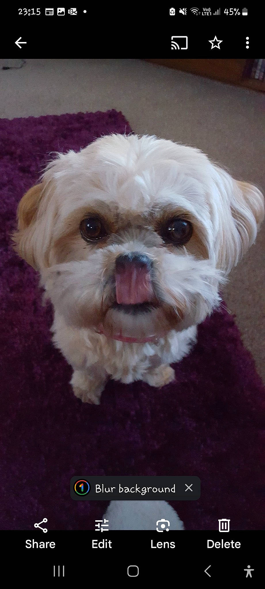 Treacle joined the competition — help win amazing prizes! canidae, carnivore, companion_dog, dog, dog_breed, eye, fawn, fur, hair, head, liver, shih_poo, shih_tzu, small_terrier, snout, sporting_group, terrier, toy_dog, water_dog, working_animal