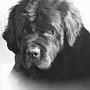 Ruby a rejoint le concours — aidez-le/la à gagner de superbes lots ! dog, black_dog, portrait, close_up, fluffy, fur, canine, pet, animal, mammal, expression, face, whiskers, ears, nose, black_and_white, soft_focus, indoor, looking_away, thoughtful