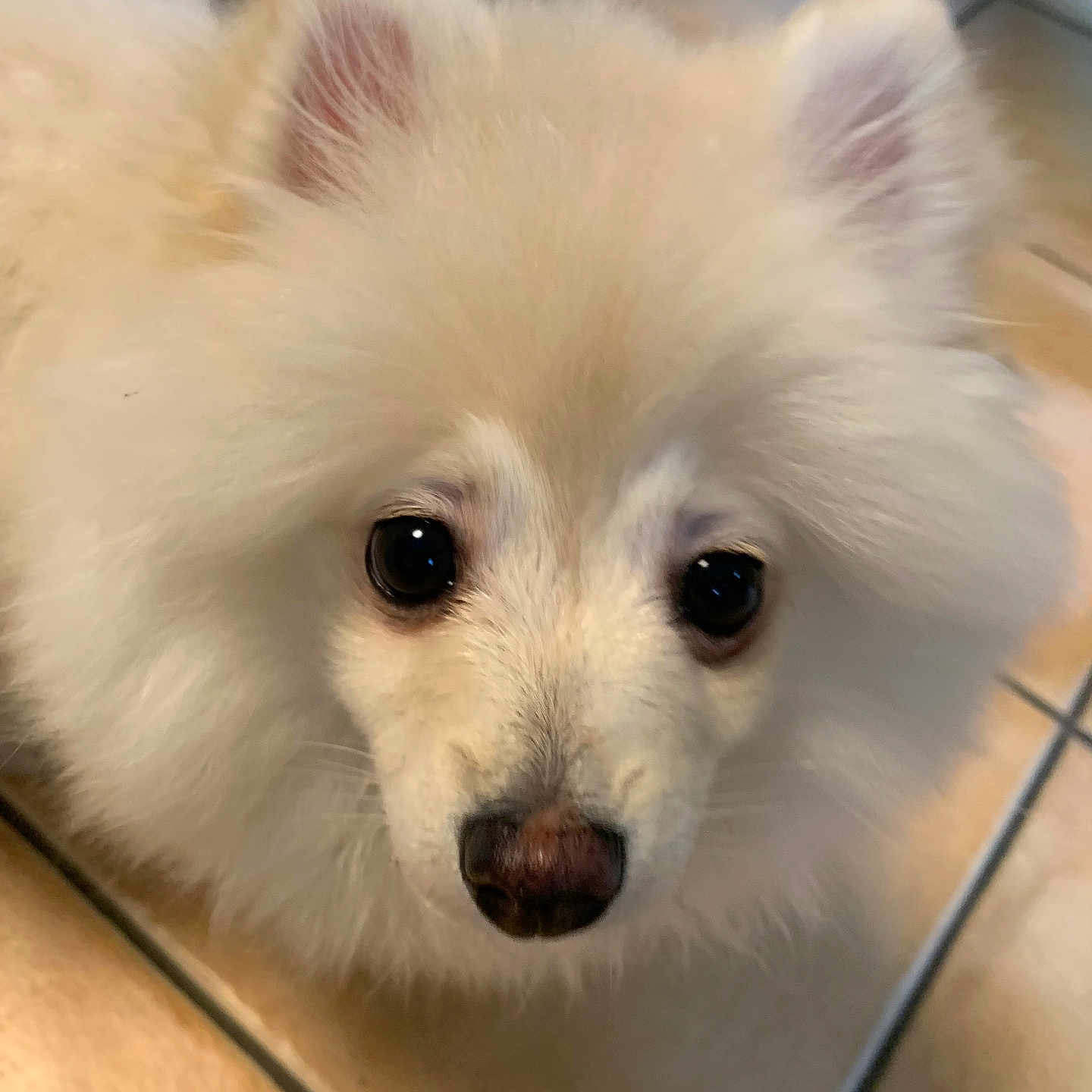 Yepoda participe au concours pour gagner de l'argent avec cette photo : animal, canine, dog, eskimodog, pet, puppy, whitedog