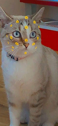 Reïki participe au concours pour gagner de l'argent avec cette photo : art, carnivore, cat, domestic_short_haired_cat, felidae, fur, paw, photo_caption, puzzle, small_to_medium_sized_cats, tail, terrestrial_animal, whiskers, window