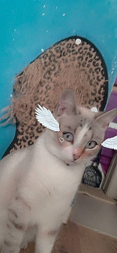 Reïki a rejoint le concours — aidez-le/la à gagner de superbes lots ! artifact, carnivore, cat, ceramic, fawn, felidae, fur, natural_material, organism, pet_supply, serveware, small_to_medium_sized_cats, tail, terrestrial_animal, whiskers, wing