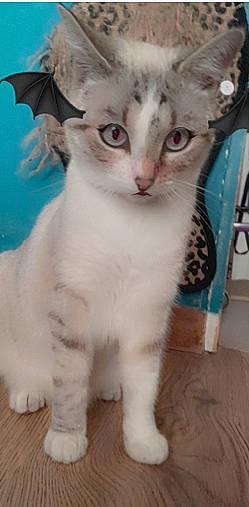 Reïki participe au concours pour gagner de l'argent avec cette photo : carnivore, cat, domestic_short_haired_cat, felidae, fur, small_to_medium_sized_cats, snout, tail, terrestrial_animal, whiskers