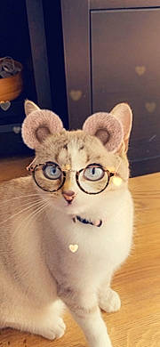 Reïki participe au concours pour gagner de l'argent avec cette photo : carnivore, cat, domestic_short_haired_cat, ear, eyewear, fawn, felidae, fur, glasses, head, paw, small_to_medium_sized_cats, snout, tail, terrestrial_animal, toy, whiskers