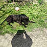 dog, black_dog, grass, stick, outdoor, sunlight, shadow, soccer_ball, nature, pet, canine, chewing, playful, summer, animal, greenery, relaxing, daytime, park, leisure