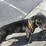 dog, black_dog, orange_collar, sidewalk, bicycle, bike, street, outdoor, leash, shadow, sunlight, pavement, urban, pet, animal, canine, daylight, walking, transport, background