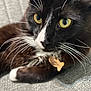 cat, close_up, black_and_white, yellow_eyes, whiskers, pet, animal, fur, collar, tag, fish_shaped_tag, relaxed, indoor, texture, fabric, resting, cute, mammal, domestic_cat, portrait