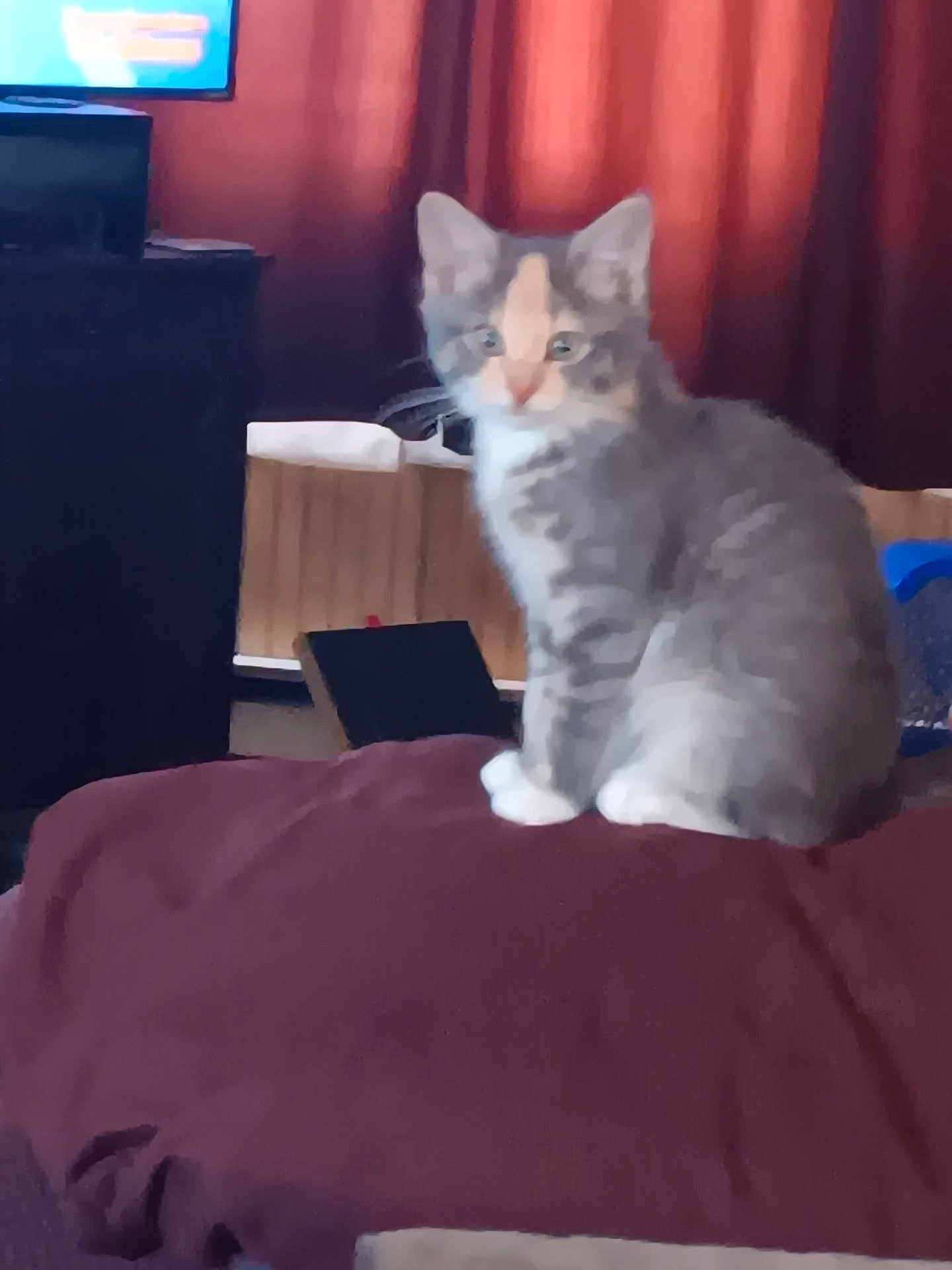 Winnie is registered to the contest to win money with this photo: kitten, cat, feline, animal, pet, indoor, curious, sitting, maroon_blanket, blurred_background, television, furniture, household, cozy, domestic, young_cat, gray_cat, white_paws, soft_focus, curtains