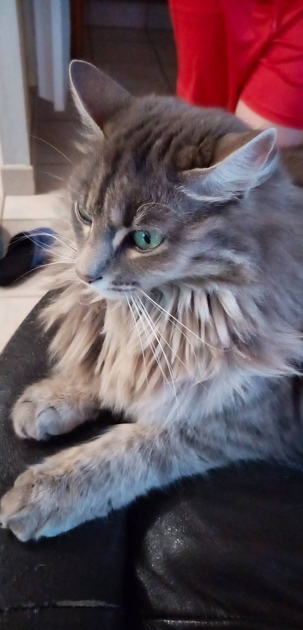 Nouba participe au concours pour gagner de l'argent avec cette photo : asian_semi_longhair, carnivore, cat, domestic_long_haired_cat, european_shorthair, felidae, kitten, maine_coon, mammal, nebelung, norwegian_forest_cat, oriental_longhair, pixie_bob, ragamuffin, siberian, small_to_medium_sized_cats, tabby_cat, vertebrate, whiskers