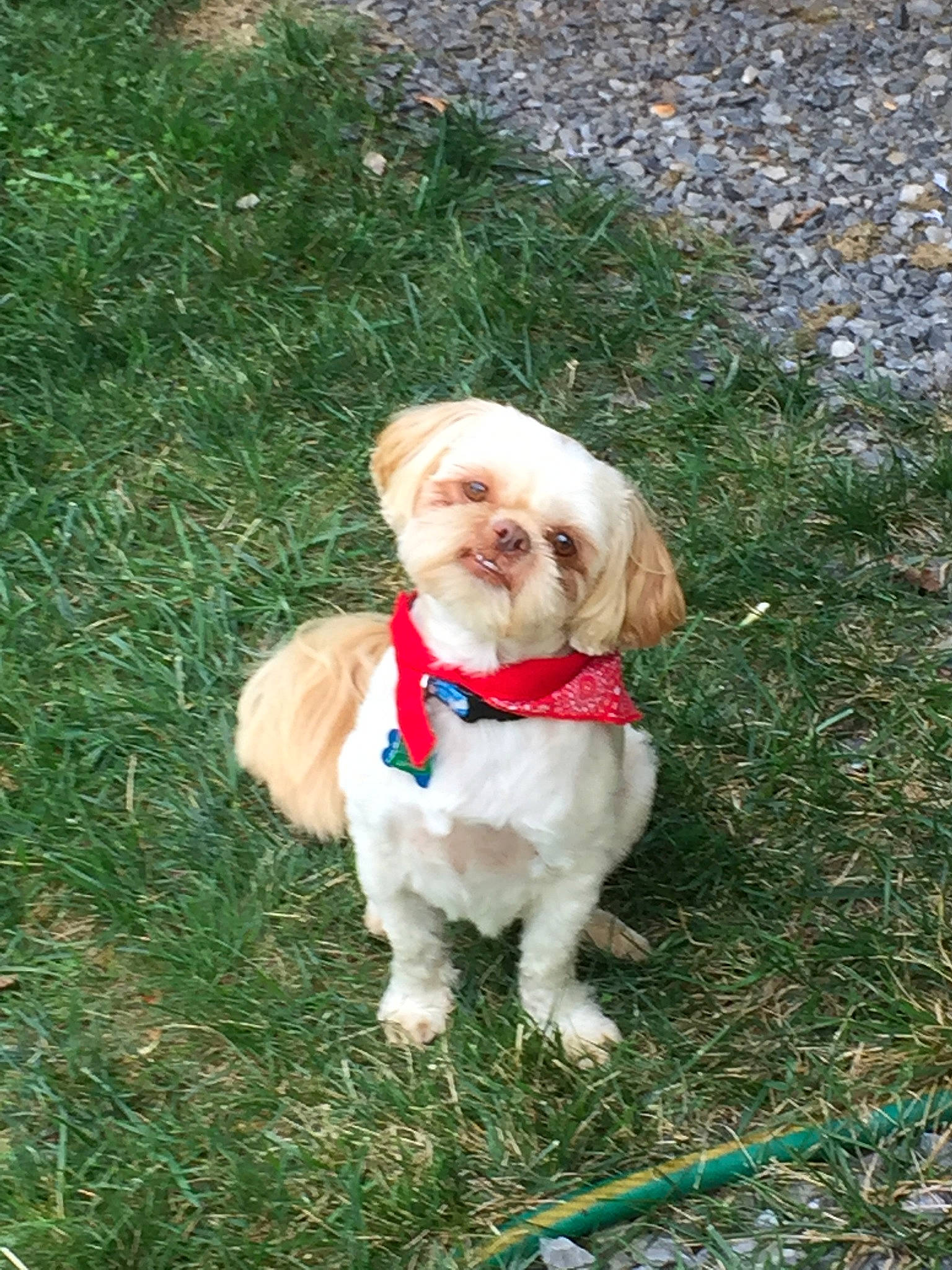 Kody joined the competition — help win amazing prizes! canidae, carnivore, cavachon, cockapoo, companion_dog, dog, dog_breed, fawn, grass, lhasa_apso, mammal, shih_tzu, sporting_group, vertebrate
