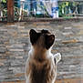 animal, blurred_background, cat, curious, door, ears, feline, fur, garden, glass, home, indoor, looking_up, outdoor, pet, reflection, stone_wall, tail, whiskers, window