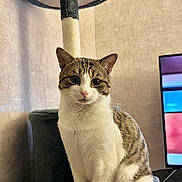 Ulysse participe au concours pour gagner de l'argent avec cette photo : cat, tabby_cat, pet, feline, sitting, cat_tree, perch, indoor, living_room, tv_screen, portrait, whiskers, paws, curious, looking_at_camera, white_fur, brown_stripes, cozy, fur_texture, closeup