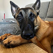 Astral participe au concours pour gagner de l'argent avec cette photo : dog, canine, pet, close_up, face, nose, paws, ears, brown_fur, black_muzzle, sofa, couch, indoor, living_room, wooden_table, portrait, resting, looking_at_camera, whiskers, large_nose