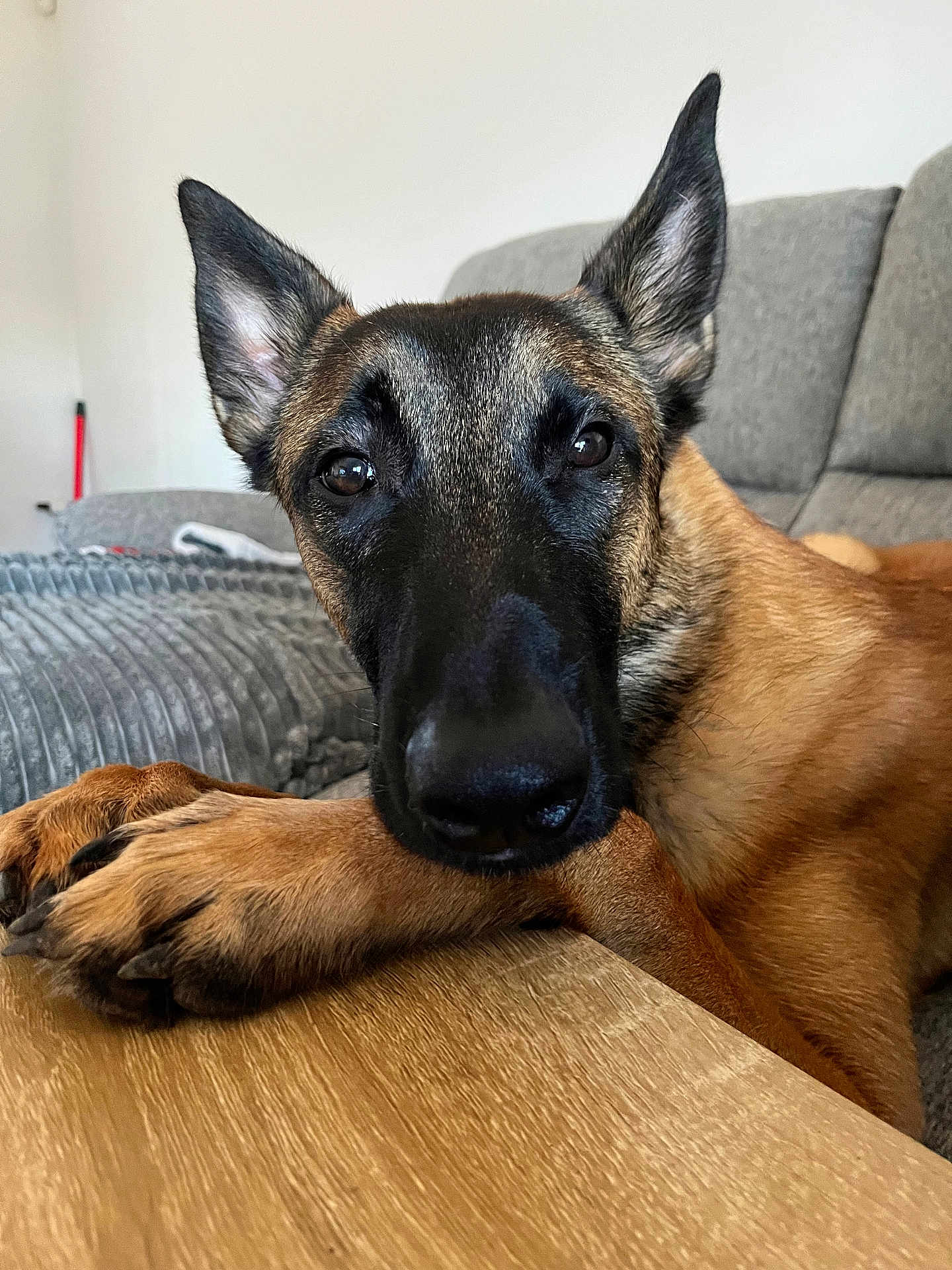 Astral participe au concours pour gagner de l'argent avec cette photo : dog, canine, pet, close_up, face, nose, paws, ears, brown_fur, black_muzzle, sofa, couch, indoor, living_room, wooden_table, portrait, resting, looking_at_camera, whiskers, large_nose