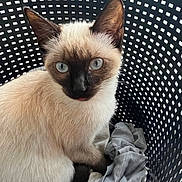 Altesse a rejoint le concours — aidez-le/la à gagner de superbes lots ! cat, siamese_cat, pet, laundry_basket, basket, clothing, blue_eyes, whiskers, sitting, looking_at_camera, close_up, fur, ears, portrait, indoor, textile, perforated_pattern, plastic, curiosity, cute
