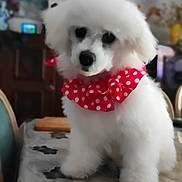 Maëlys a rejoint le concours — aidez-le/la à gagner de superbes lots ! dog, small_dog, white_dog, fluffy, polka_dot, bow_tie, pet, canine, sitting, portrait, indoors, home, table, furniture, cute, adorable, groomed, long_fur, red_accessory, animal_face