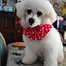dog, small_dog, white_dog, fluffy, polka_dot, bow_tie, pet, canine, sitting, portrait, indoors, home, table, furniture, cute, adorable, groomed, long_fur, red_accessory, animal_face