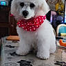 adorable, animal, bow, curious, cute, decor, dog, domestic_animal, fluffy, furniture, indoor, pet, polka_dot, poodle, puppy, sitting, small_dog, table, tablecloth, white_fur