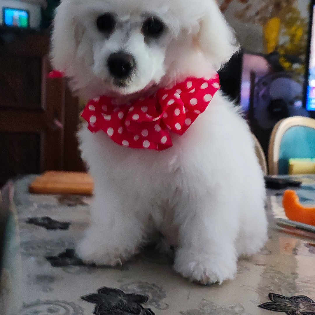 Maëlys