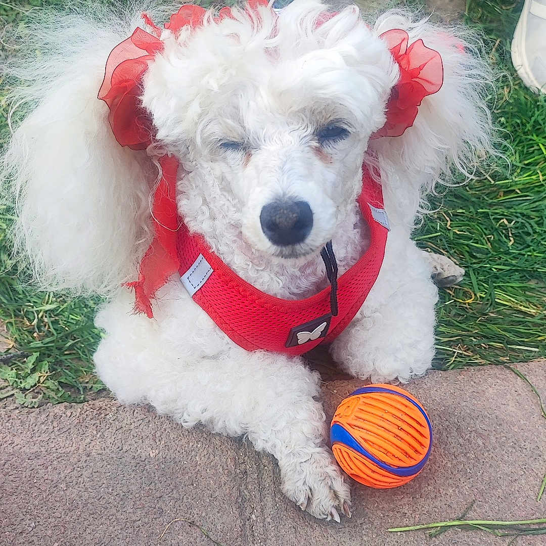 Mimi