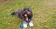 Shadow a rejoint le concours — aidez-le/la à gagner de superbes lots ! background, building, daisy, dog, field, furry, grass, happy, nature, outdoor, park, people, person, pet, play, sitting, tongue_out, toy_ball, tree, wall
