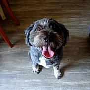 Shadow a rejoint le concours — aidez-le/la à gagner de superbes lots ! animal, canine, dog, ears, eyes, face, floor, fur, furniture_leg, groomed, happy, indoor, looking_up, mouth, nose, paw, pet, sitting, tongue_out, wooden_floor