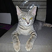 Tilly is registered to the contest to win money with this photo: cat, kitten, tabby, gray_fur, striped_fur, yellow_eyes, animal, pet, mammal, whiskers, ears, paws, claws, lying_down, cushion, indoor, portrait, bedroom, window_blinds, flash_photography
