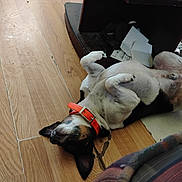 Punkin joined the competition — help win amazing prizes! animal, black_and_white_dog, casual, collar, dog, domestic_animal, ear, floor, furniture, home, indoor, lying_down, orange_collar, paper, paw, pet, playful, relaxed, snout, wooden_floor