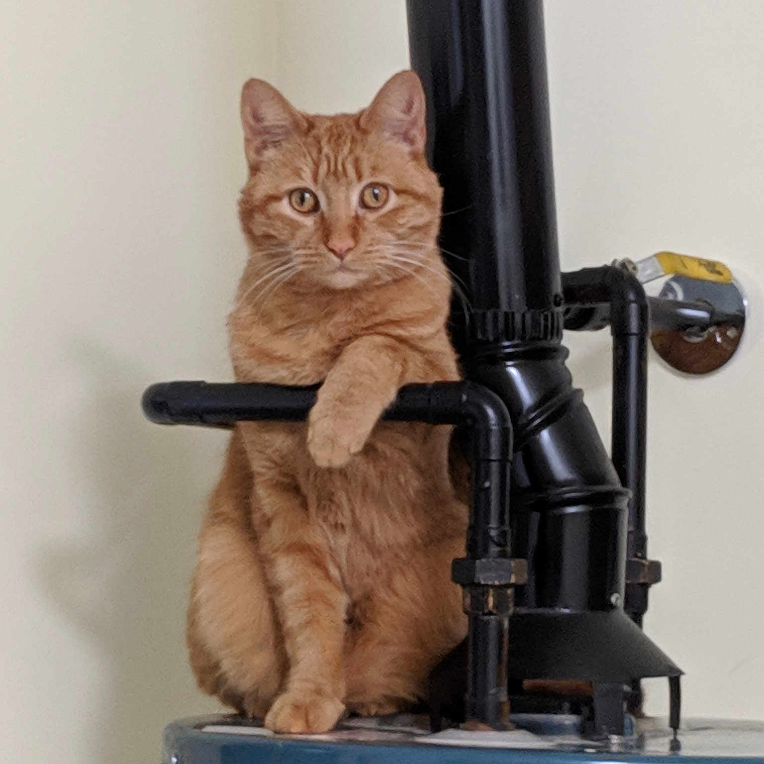 Leonard is registered to the contest to win money with this photo: american_shorthair, asian, british_semi_longhair, british_shorthair, carnivore, cat, domestic_short_haired_cat, european_shorthair, fawn, felidae, kitten, polydactyl_cat, small_to_medium_sized_cats, tabby_cat, whiskers