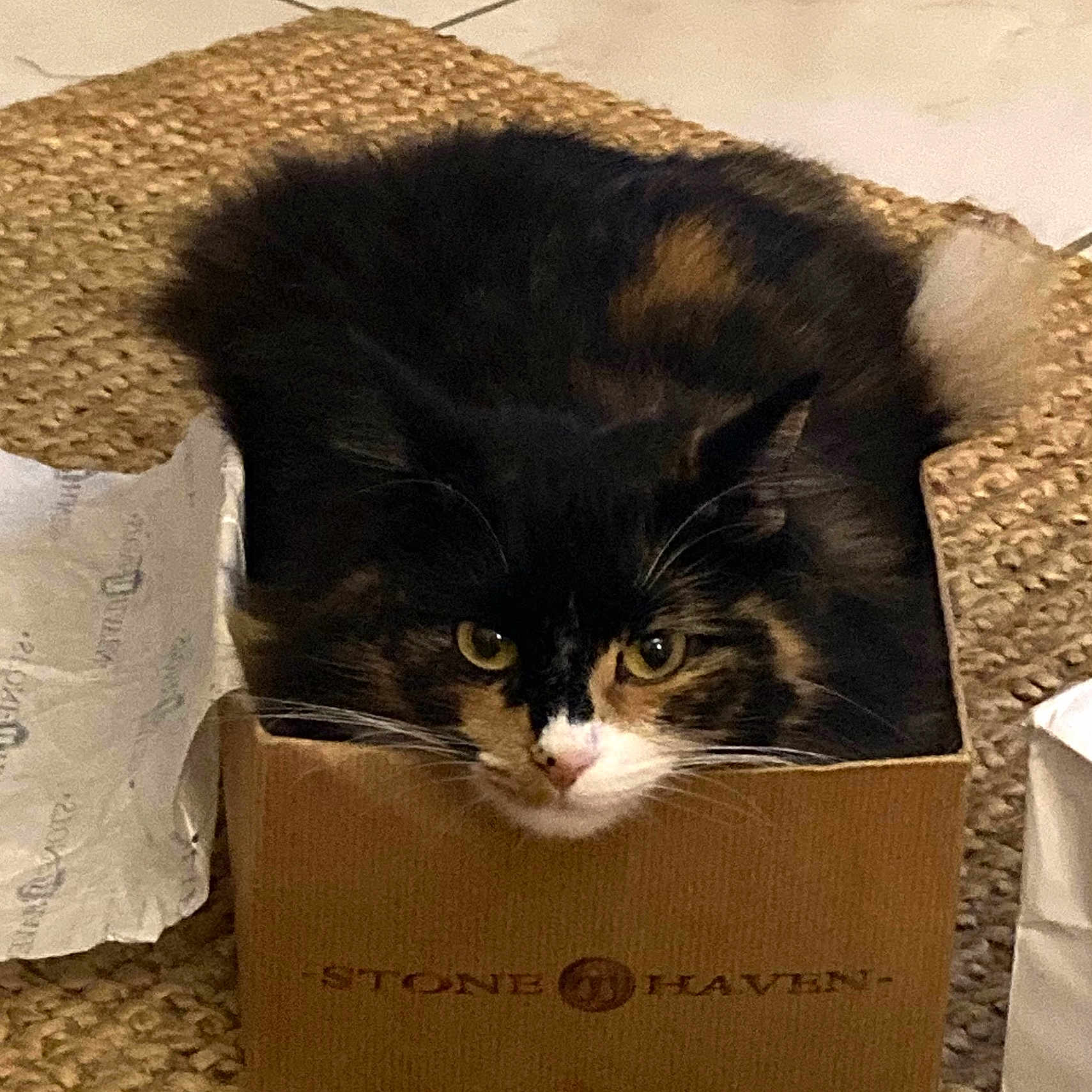 Angie a rejoint le concours — aidez-le/la à gagner de superbes lots ! animal, box, cardboard, carton, cat, hardwood, indoors, kitten, manx, package, packagedelivery, person, pet, wood