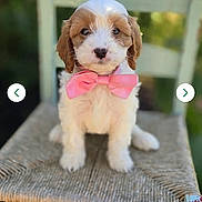 Cashmere is registered to the contest to win money with this photo: adorable, animal, bow_tie, canine, chair, close_up, cute, dog, domestic_animal, fluffy, greenery, outdoor, pet, pink_bow, portrait, puppy, sitting, small_dog, woven_chair, young_dog