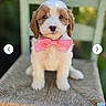adorable, animal, bow_tie, canine, chair, close_up, cute, dog, domestic_animal, fluffy, greenery, outdoor, pet, pink_bow, portrait, puppy, sitting, small_dog, woven_chair, young_dog