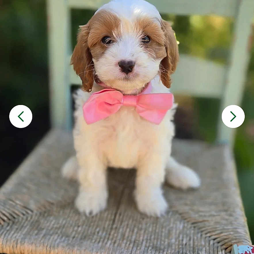 Cashmere is registered to the contest to win money with this photo: adorable, animal, bow_tie, canine, chair, close_up, cute, dog, domestic_animal, fluffy, greenery, outdoor, pet, pink_bow, portrait, puppy, sitting, small_dog, woven_chair, young_dog