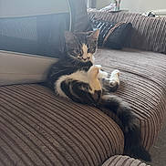 Milo joined the competition — help win amazing prizes! kitten, cat, sofa, pet_carrier, indoor, furniture, curious, lounging, cozy, living_room, pet, domestic, striped, white_paws, tail, relaxed, household, window_light, cushion, black_and_white