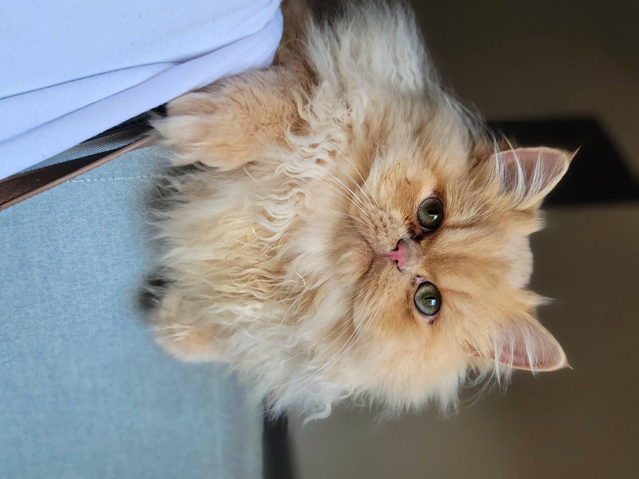 Ulysse participe au concours pour gagner de l'argent avec cette photo : british_longhair, canidae, carnivore, cat, claw, companion_dog, dog_breed, eye, fawn, felidae, fur, liver, paw, persian, small_to_medium_sized_cats, snout, tail, terrestrial_animal, whiskers