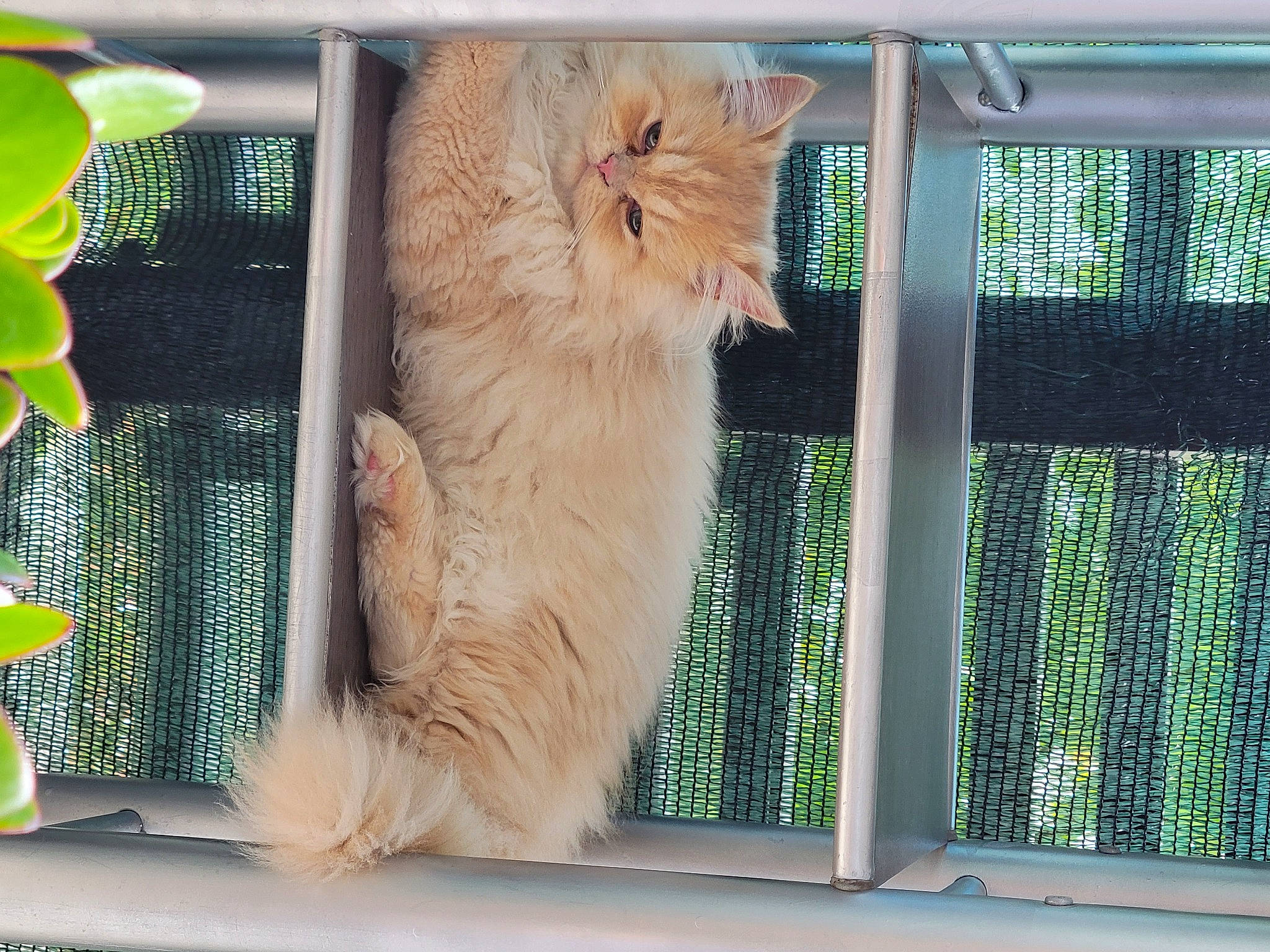 Ulysse participe au concours pour gagner de l'argent avec cette photo : animal_shelter, carnivore, cat, domestic_short_haired_cat, fawn, felidae, fur, glass, green, mesh, paw, pet_supply, rectangle, small_to_medium_sized_cats, tail, vertebrate, whiskers, window, wood, yellow