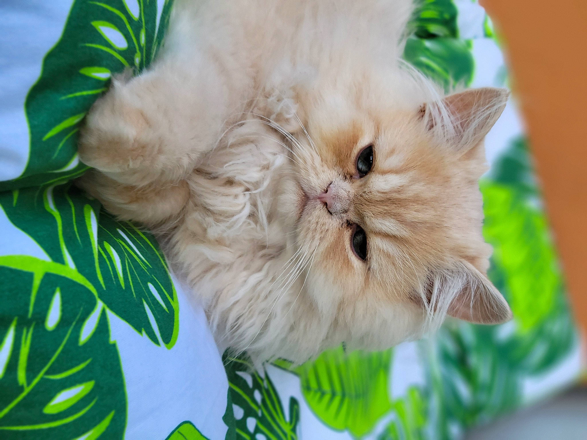 Ulysse participe au concours pour gagner de l'argent avec cette photo : british_longhair, carnivore, cat, close_up, fawn, felidae, fruit, fur, grass, persian, plant, service, small_to_medium_sized_cats, snout, terrestrial_animal, vegetable, whiskers