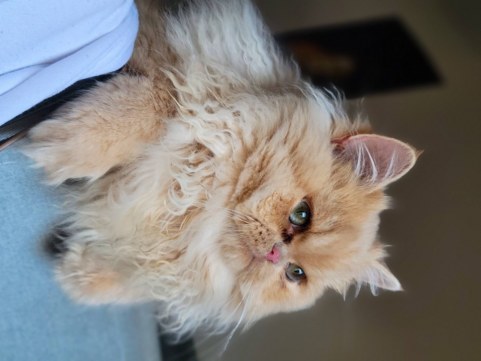 Ulysse a rejoint le concours — aidez-le/la à gagner de superbes lots ! british_longhair, canidae, carnivore, cat, claw, companion_dog, eye, fawn, felidae, fur, head, paw, persian, small_to_medium_sized_cats, snout, tail, terrestrial_animal, whiskers