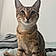 Willow