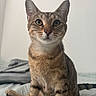 cat, tabby_cat, pet, animal, feline, whiskers, ears, eyes, fur, bed, blanket, indoor, curious, sitting, looking, closeup, portrait, domestic_animal, cute, young_cat