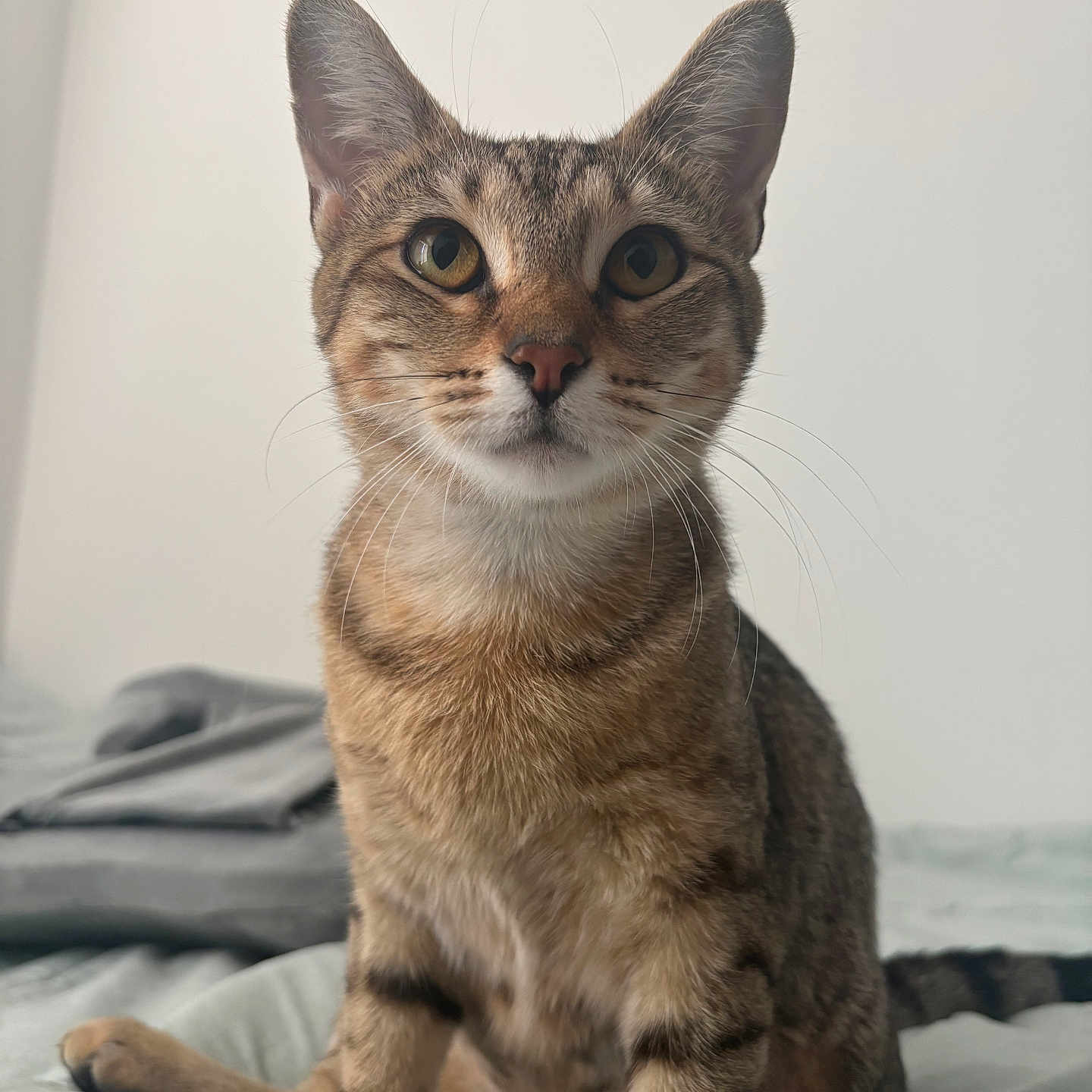Willow is registered to the contest to win money with this photo: cat, tabby_cat, pet, animal, feline, whiskers, ears, eyes, fur, bed, blanket, indoor, curious, sitting, looking, closeup, portrait, domestic_animal, cute, young_cat
