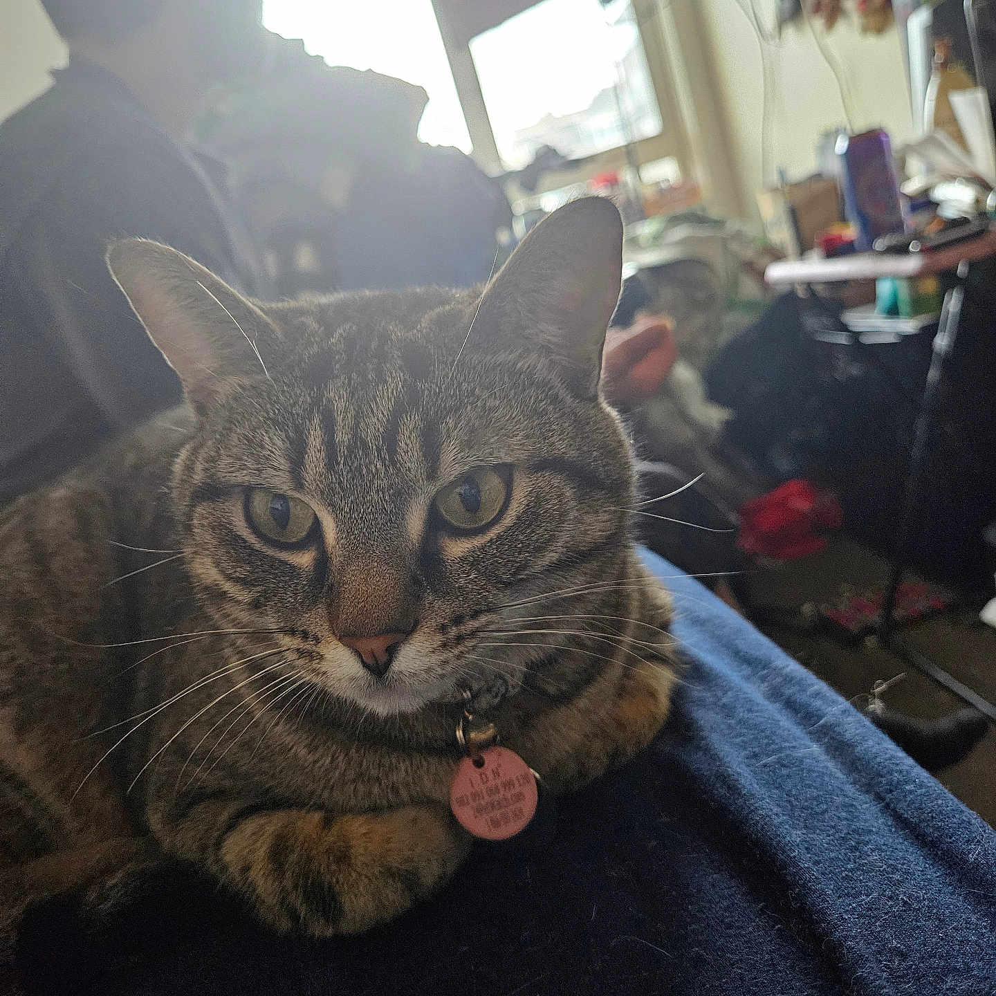 Flick joined the competition — help win amazing prizes! abyssinian, accessories, adult, animal, cat, clothing, couch, face, female, footwear, furniture, head, indoors, male, man, person, pet, photography, portrait, woman