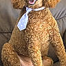 dog, poodle, curly_fur, pet, sitting, tie, polka_dot, leather_couch, happy, smiling, indoor, fur, cute, animal, canine, portrait, furniture, brown, domestic_animal, companion