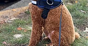 Archie joined the competition — help win amazing prizes! animal, brown_dog, canine, companion, curb, cute, dog, domestic_animal, fur, grass, harness, leash, mammal, nature, outdoor, park, pet, poodle, sidewalk, sitting