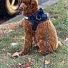 Archie joined the competition — help win amazing prizes! dog, poodle, brown_dog, pet, leash, harness, grass, outdoor, curb, sidewalk, animal, canine, sitting, fur, mammal, park, nature, domestic_animal, companion, cute