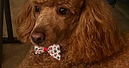Archie joined the competition — help win amazing prizes! dog, poodle, bow_tie, indoor, curly_fur, brown_fur, pet, animal, canine, close_up, portrait, companion, cute, domestic_animal, furry, relaxed, floor, jeans, person, paw_print