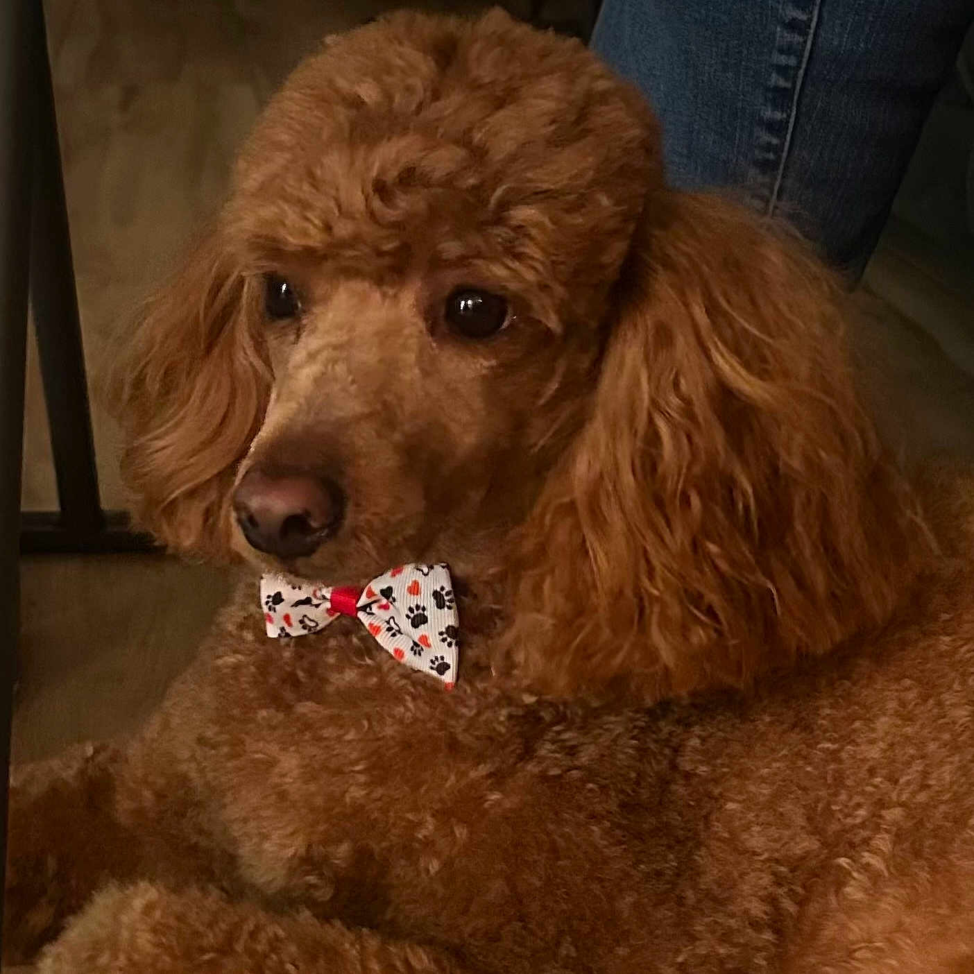 Archie joined the competition — help win amazing prizes! dog, poodle, bow_tie, indoor, curly_fur, brown_fur, pet, animal, canine, close_up, portrait, companion, cute, domestic_animal, furry, relaxed, floor, jeans, person, paw_print