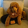 Archie is registered to the contest to win money with this photo: dog, poodle, brown_dog, bow_tie, pet, indoor, armchair, furniture, cute, portrait, animal, cozy, relaxed, fluffy, companion, looking_at_camera, sitting, domestic_animal, home, couch