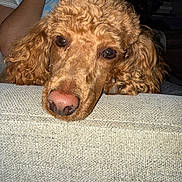 Archie joined the competition — help win amazing prizes! dog, curly_hair, close_up, indoor, resting, couch, pet, animal, canine, brown, fur, snout, face, portrait, cozy, texture, relaxed, eyes, home, companion